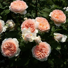 Beetrose, Rosa »Märchenzauber®«, Blüte: apricot, gefüllt