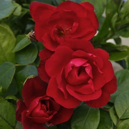 Beetrose, Rosa »Milano®«, Blüte: halbgefüllt