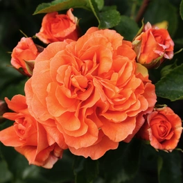 Beetrose, Rosa »Orangerie®«, Blüte: orange, gefüllt
