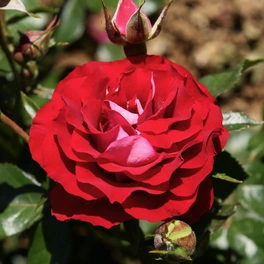 Beetrose, Rosa »Rose der Einheit®«, Blüte: rot, halbgefüllt