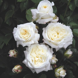 Beetrose, Rosa x hybrida »Alabaster«, Blüte: weiß, gefüllt