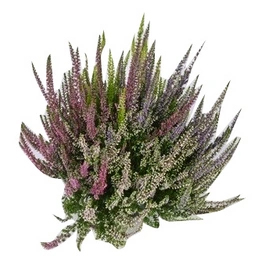 Besenheide, Calluna vulgaris »Quattro«, max. Wuchshöhe: 50 cm, Blüte: mehrfarbig