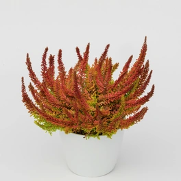 Besenheide, Calluna vulgaris »Seastar«, max. Wuchshöhe: 20 cm, Blüte: bunt