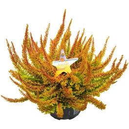 Besenheide, Calluna vulgaris »Seastar«, max. Wuchshöhe: 25 cm, Blüte: bunt
