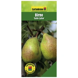 Birne, Pyrus communis »Gute Luise«, Früchte: süß