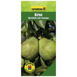 Birne, Pyrus communis »Köstliche von Charneu«, Früchte: süß