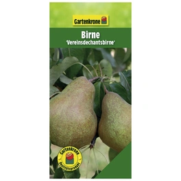 Birne, Pyrus communis »Vereinsdechantsbirne«, Früchte: süß