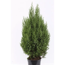 Blauer Kegelmooswacholder 'Stricta', chinensis Juniperus, immergrün