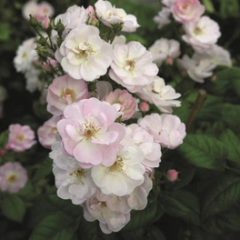 Blühpflanze »Perennial Blush«, Blüte: weiß