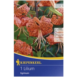 Blumenzwiebel Lilie, Lilium Hybrida, Blütenfarbe: orange