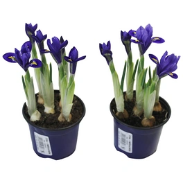 Blumenzwiebeln Iris, Iris reticulata »in Sorten«, Blüte: mehrfarbig