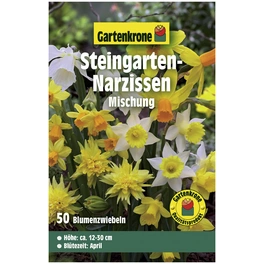 Blumenzwiebeln Steingarten-Narzisse, Narcissus pseudonarcissus »Mischung«, Blüte: bunt