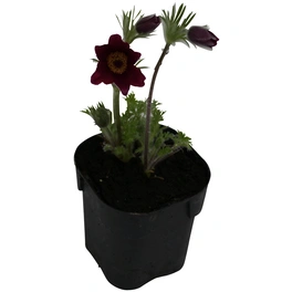 Bodendecker »Pulsatilla vulgaris«, rot, winterhart