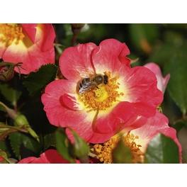 Bodendecker-Rose Bienenweide, Rosa hybrida, Blüte: gelb-orange-rosa, einfach