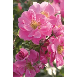 Bodendecker-Rose Bienweide, Rosa hybrida, Blüte: rosa, einfach