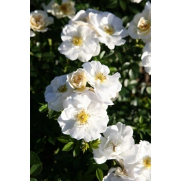 Bodendecker-Rose Bienweide, Rosa hybrida, Blüte: weiß, einfach