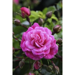 Bodendecker-Rose 'PalmengartenFrankfurt', Rosa hybrida, Blüten: tiefrosa