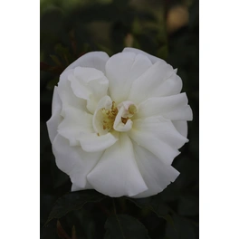 Bodendecker-Rose 'Schneeflocke', Rosa hybrida, Blüten: rein weiß