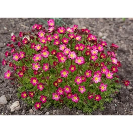 Bodendecker »Saxifraga x arendsii«, rot, winterhart