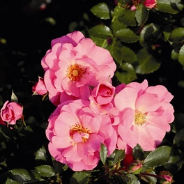 Bodendeckerrose Rosa hybride »Mirato«