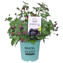 Brombeere, Rubus fructicosa »BrazelBerry 'Baby Cakes'«, Höhe: 30 - 40 cm, Blütenfarbe: weiß