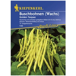 Buschbohne vulgaris var. Nanus Phaseolus