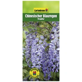 Chinesischer Blauregen, Wisteria sinensis »Prolific«, blau, winterhart