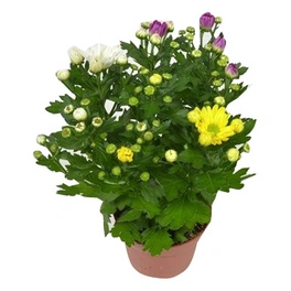 Chrysantheme, Chrysanthemum indicum »Trio«, max. Wuchshöhe: 25 cm, Blüte: dreifarbig