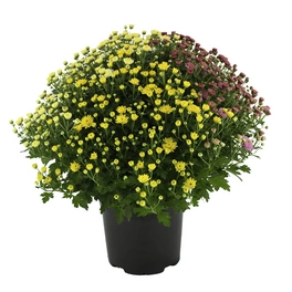 Chrysantheme, Chrysanthemum multiflora »Trio«, max. Wuchshöhe: 50 cm, Blüte: dreifarbig