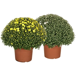 Chrysantheme, Chrysanthemum multiflora »Trio«, max. Wuchshöhe: 80 cm, Blüte: dreifarbig