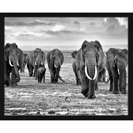 Digitaldruck »Elefanten«, Rahmen: Buchenholz, Schwarz