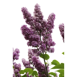 Edelflieder, Syringa vulgaris »Charles Joly«, Blätter: grün, Blüten: purpurfarben