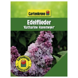 Edelflieder, Syringa vulgaris »Katharine Havemeyer«, Blätter: grün, Blüten: dunkelrosa
