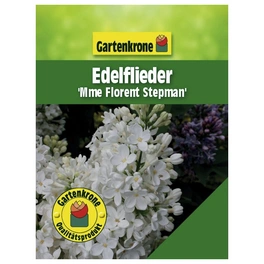 Edelflieder, Syringa vulgaris »Mme.Florent Stepman«, Blätter: grün, Blüten: weiß