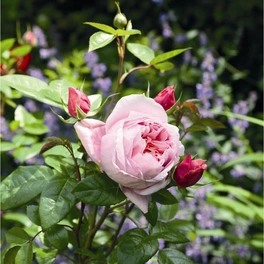 Edelrose, Rosa x hybride »Schöne Maid«, Blüte: rosa, gefüllt