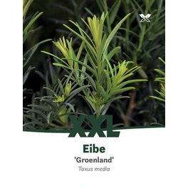 Eibe, Taxus media »Grönland«, immergrün