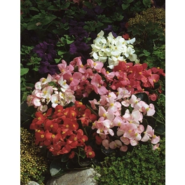 Eisbegonie, Begonia semperflorens, Blüte: gemischt, einfach