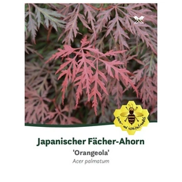 Fächer-Ahorn, Acer palmatum »Orangeola«, Blätter: rot/braun, Blüten: rot
