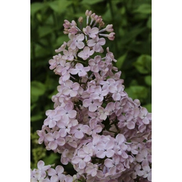 Frühlingsflieder, Syringa hyacinthiflora »Rosenrot«, Blätter: grün, Blüten: karminrot