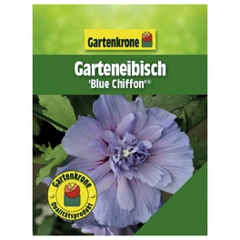 Garteneibisch, Hibiscus syriacus »Blue Chiffon«, Blätter: grün, Blüten: hellblau
