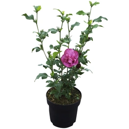 Garteneibisch, Hibiscus syriacus »Magenta Chiffon®«, Blätter: grün, Blüten: lavendelblau