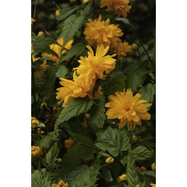 Gefüllter Ranunkelstrauch, Kerria japonica »Pleniflora«, Blätter: grün, Blüten: gelb