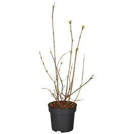 Gefüllter Schneeball, Viburnum opulus »Roseum«, Blätter: grün, Blüten: creme