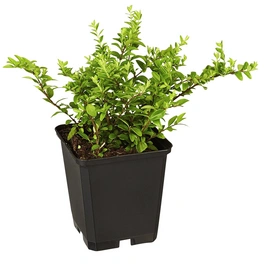 Geißblatt, Lonicera nitida »Maigrün«, Blätter: grün, Blüten: creme