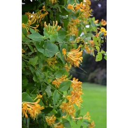 Geißblatt, Lonicera tellmaniana, Blätter: grün, Blüten: gelb