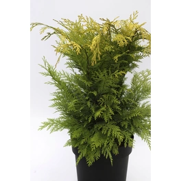 Gelbe Gartenzypresse 'Stardust', Chamaecyparis lawsoniana, immergrün