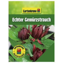 Gewürzstrauch, Calycanthus floridus, Blätter: grün, Blüten: rot