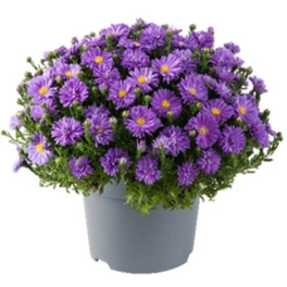 Glattblatt-Aster, Aster novi-belgii, max. Wuchshöhe: 140 cm