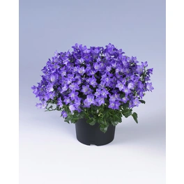 Glockenblume, Campanula carpatica, Blüte: blau, einfach