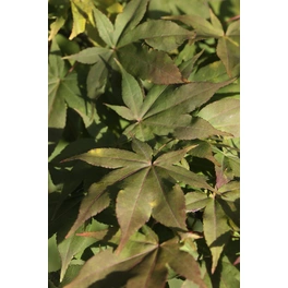 Grüner Fäherahorn, Acer palmatum »Osakazuki«, Blätter: grün